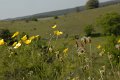 _DSC10254