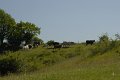 _DSC10256