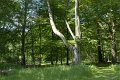 _DSC10290