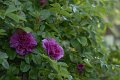 _DSC10395