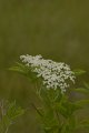 _DSC10705