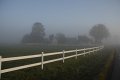 _DSC11505